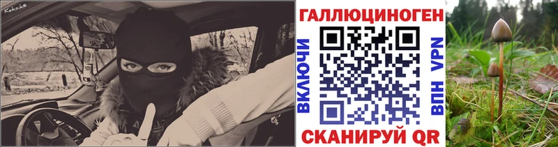 Галлюциногенные грибы Psilocybine cubensis  Мончегорск 